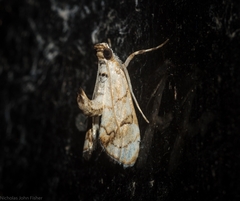 Eudaimonisma batchelorella