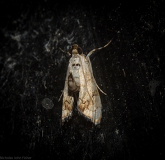 Eudaimonisma batchelorella