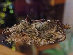 Euglyphis submarginalis