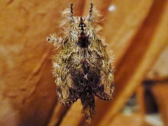 Euglyphis submarginalis