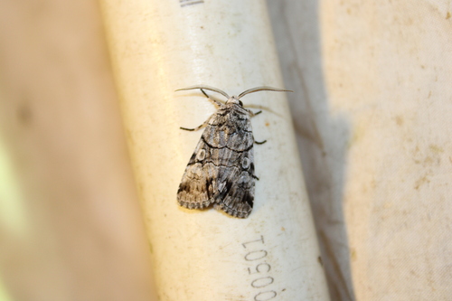 Fringe-tree Sallow photo 5