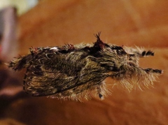 Euglyphis submarginalis