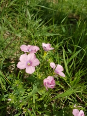 Linum pubescens