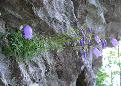 Campanula cespitosa
