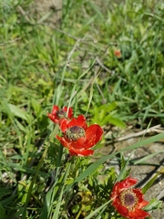 Ranunculus asiaticus