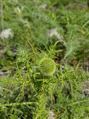 Echinops adenocaulos