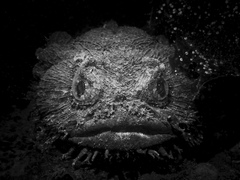 Batrachomoeus dubius
