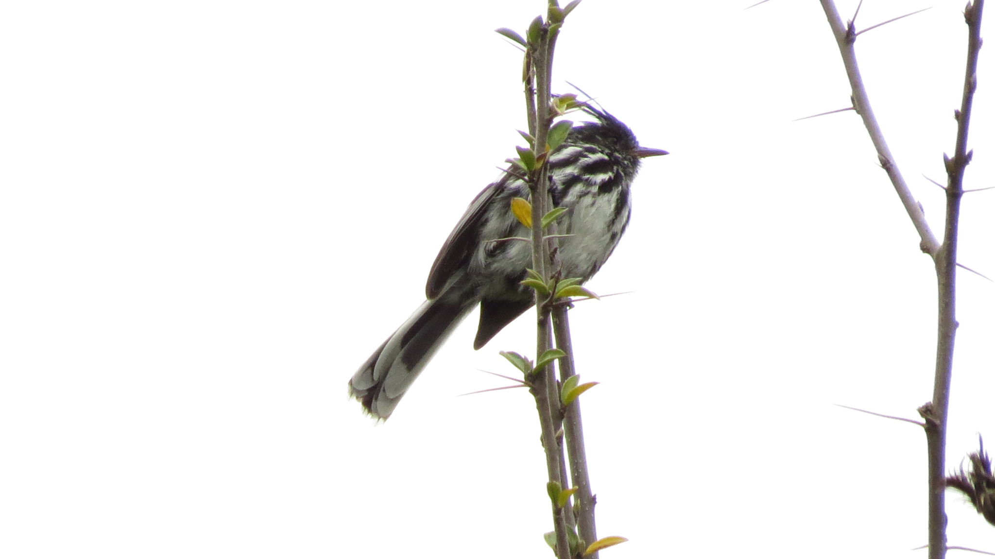 Black-crested Tit-Tyrant (Anairetes nigrocristatus), photo 10