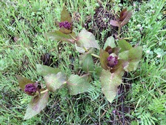 Asclepias cordifolia