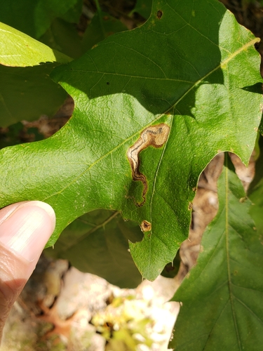 Stigmella quercipulchella group photo 3