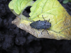 Chrysobothris chrysostigma