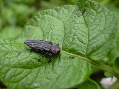 Chrysobothris chrysostigma