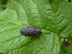Chrysobothris chrysostigma