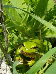 Hyla savignyi