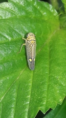 Parathona gratiosa