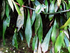 Antrophyum formosanum