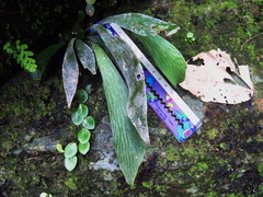 Antrophyum formosanum