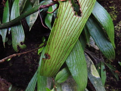 Antrophyum formosanum