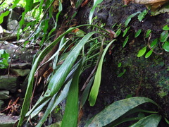 Antrophyum formosanum