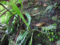 Antrophyum formosanum