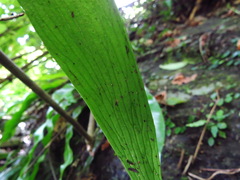 Antrophyum formosanum