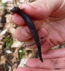 Plethodon electromorphus