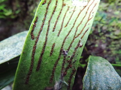 Antrophyum formosanum