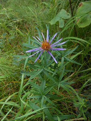 Galatella dahurica