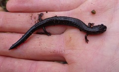 Plethodon electromorphus
