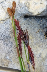 Nevillea obtusissima