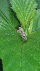 Parathona gratiosa