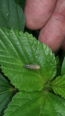 Parathona gratiosa