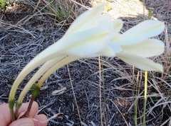 Cyrtanthus leucanthus