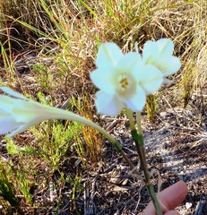 Cyrtanthus leucanthus