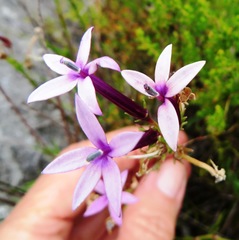 Lobelia stenosiphon