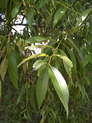 Salix