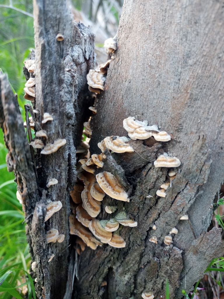 Stereum hirsutum · September 2023 · photo: © embriofita (iNaturalist, cc-by)