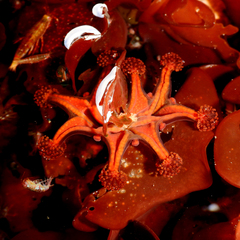 Haliclystus antarcticus