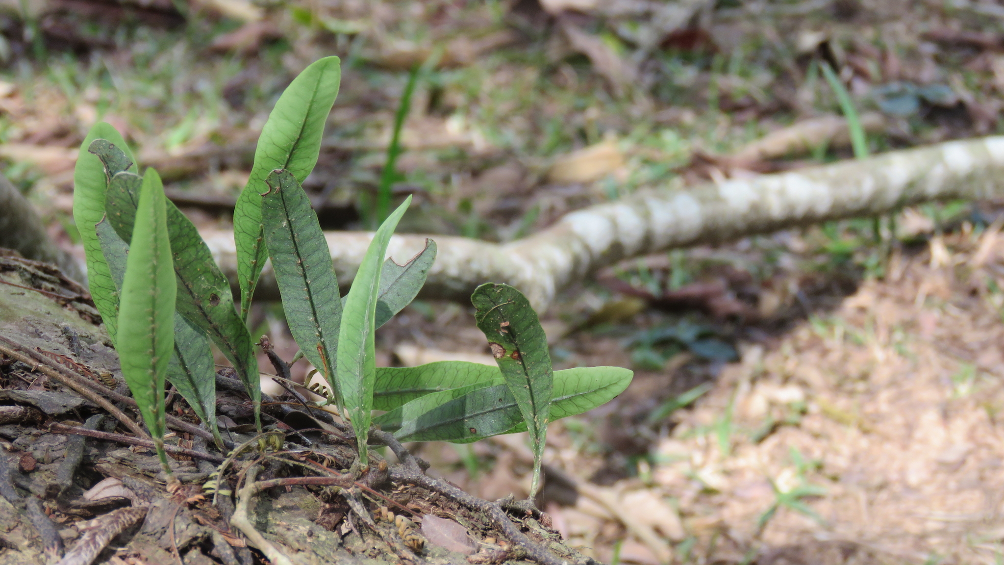 clinging vine ferns