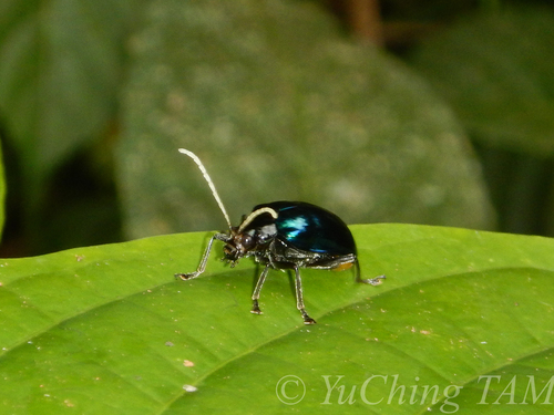 Aplosonyx albicornis · iNaturalist
