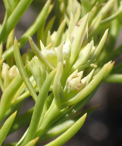 Image of Thesium foliosum by (c) Nicola van Berkel, some rights reserved (CC BY-SA)