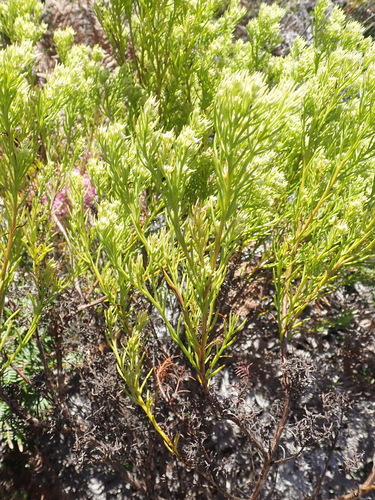 Image of Thesium foliosum by (c) Nicola van Berkel, some rights reserved (CC BY-SA)