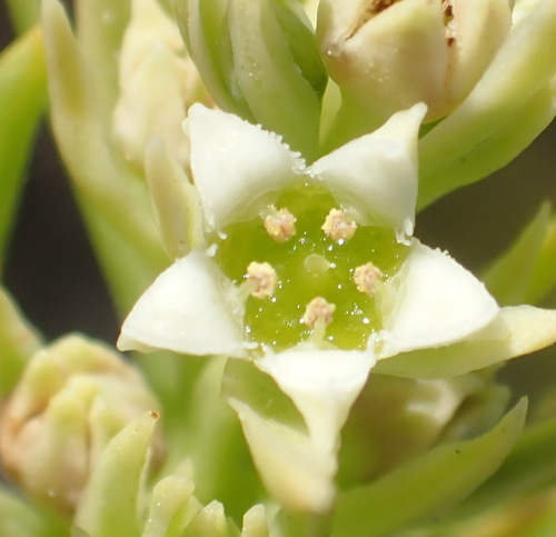 Leaf Rootthug (Thesium foliosum)