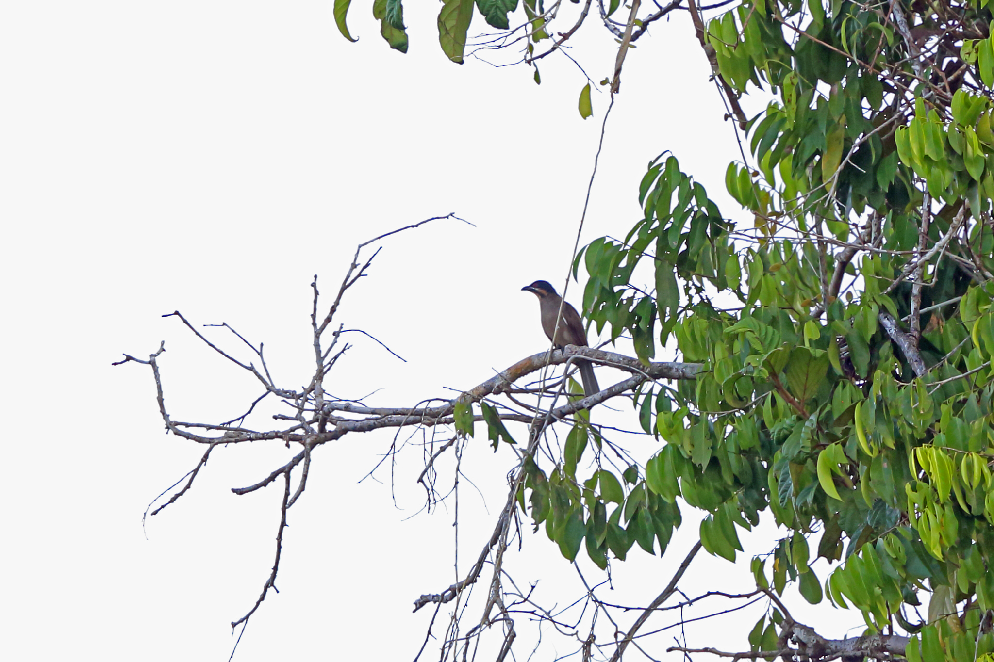 Dwarf Koel illustration