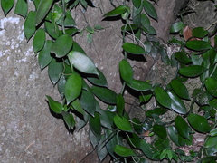 Vanilla (Vanilla somai)