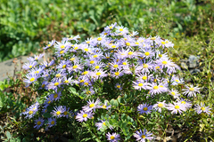 Aster hispidus