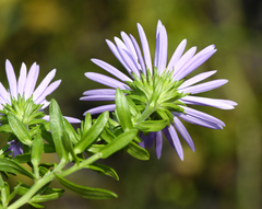 Aster hispidus
