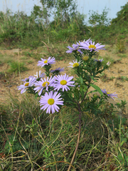 Aster hispidus