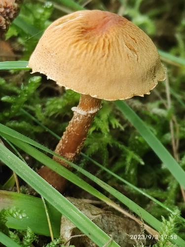 Earthy Powdercap