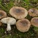 Russula amoenolens - Photo (c) Fabio Mauri, algunos derechos reservados (CC BY-NC), subido por Fabio Mauri